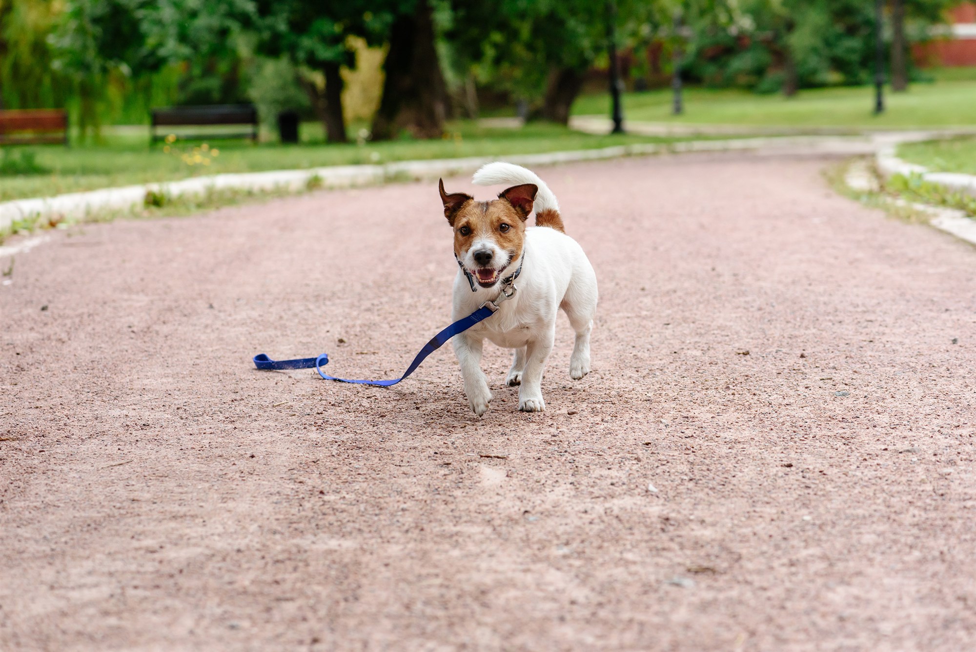 dog running at large